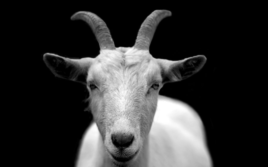 Sacrificial Goat